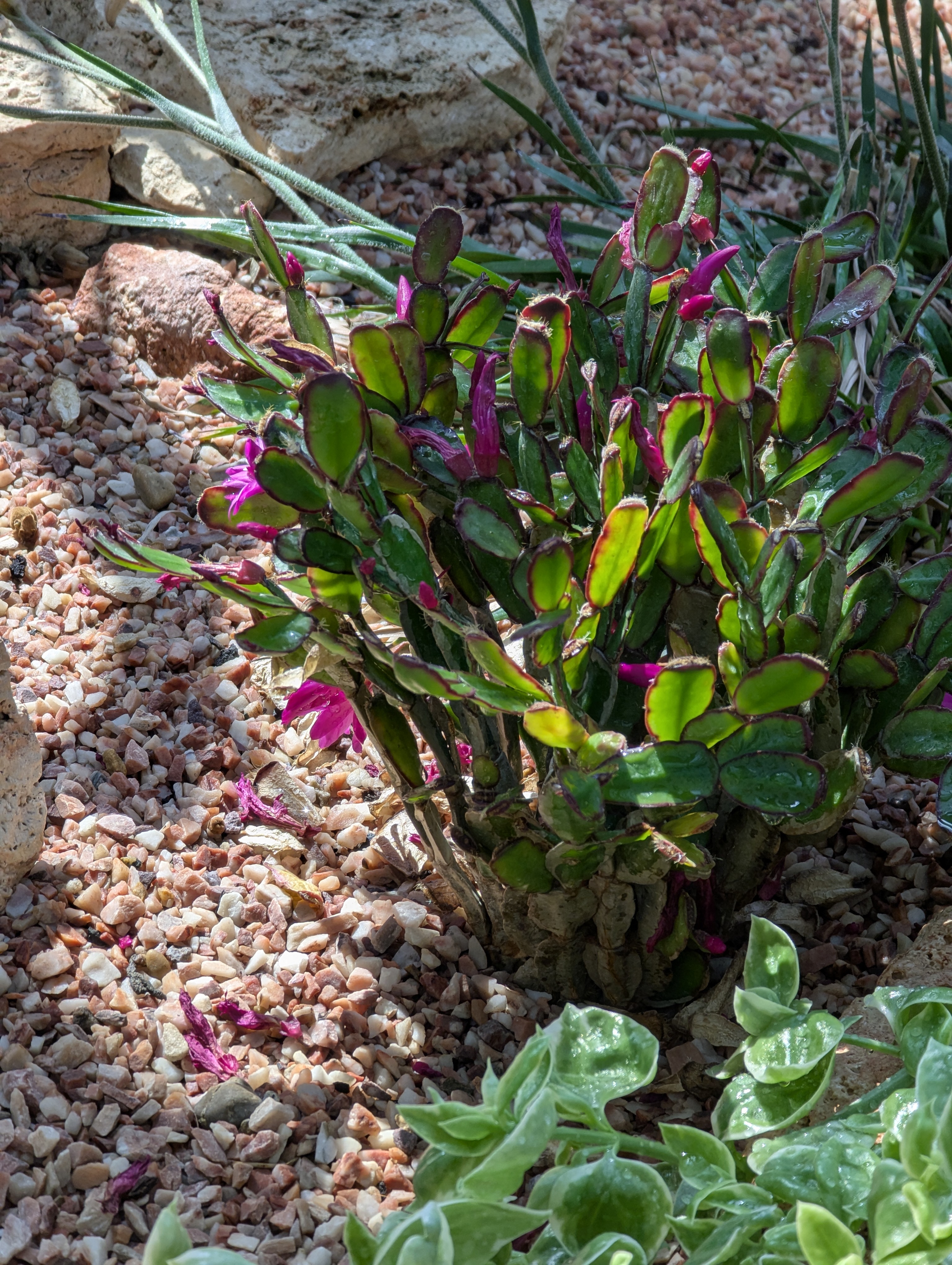 Birthday Trip to Canada, Edmonton, Pyramids, Muttart Observatory